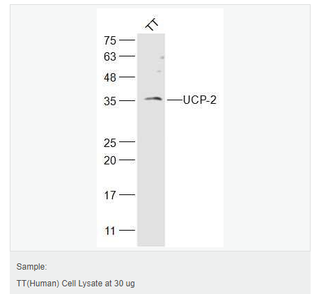 606bcd12b778d.png image.png