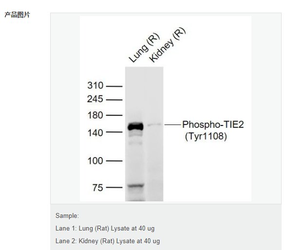 6077add68dae5.png image.png