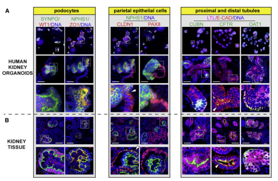 6474491d1e97e.png image.png